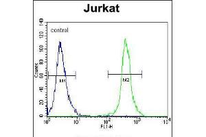 Flow cytometric analysis of Jurkat cells (right histogram) compared to a negative control cell (left histogram). (SLC43A2 抗体  (AA 236-265))