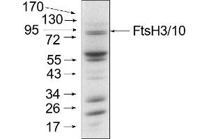 Mitochondria were isolated as described by Urantowka et al. (Ftsh3/Ftsh10 抗体)