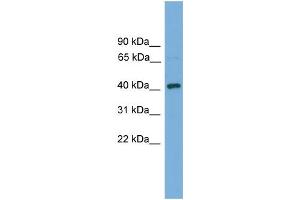 WB Suggested Anti-Dnajb12 Antibody Titration: 0. (DNAJB12 抗体  (N-Term))