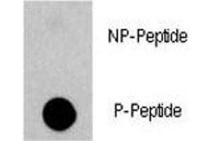 Dot blot analysis of phospho-EGFR antibody.
