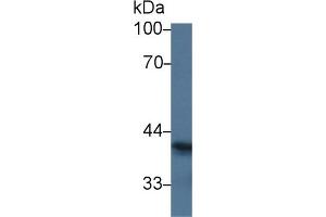 Western Blot; Sample: Human A549 cell lysate; ;Primary Ab: 3µg/ml Rabbit Anti-Human SIGLEC7 Antibody;Second Ab: 0. (SIGLEC7 抗体  (AA 18-353))