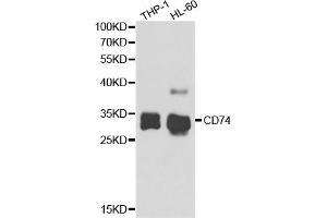 Western blot analysis of extracts of various cell lines, using CD74 antibody (ABIN5973310) at 1/1000 dilution. (CD74 抗体)