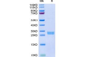Hepcidin Protein (AA 60-84) (GST tag)