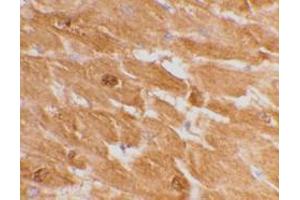 Immunohistochemical staining of human heart tissue using AP30192PU-N caspase-12 antibody (large) at 2 μg/ml. (Caspase 12 抗体  (large))