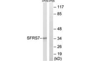 Western blot analysis of extracts from HT-29 cells, using SFRS7 Antibody. (SFRS7 抗体  (AA 61-110))