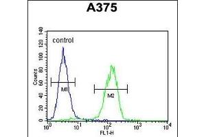ACTR2 Antibody (C-term) (ABIN1882059 and ABIN2840820) flow cytometric analysis of  cells (right histogram) compared to a negative control cell (left histogram). (ACTR2 抗体  (C-Term))
