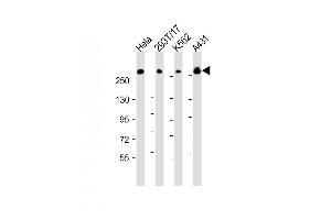 All lanes : Anti-FLNB Antibody (N-Term) at 1:2000 dilution Lane 1: Hela whole cell lysate Lane 2: 293T/17 whole cell lysate Lane 3: K562 whole cell lysate Lane 4: A431 whole cell lysate Lysates/proteins at 20 μg per lane. (FLNB 抗体  (AA 163-196))