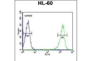 Flow cytometric analysis of HL-60 cells (right histogram) compared to a negative control cell (left histogram). (PSME1 抗体  (C-Term))