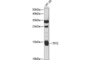 Western blot analysis of extracts of HT-29 cells, using TFF2 antibody (ABIN6128875, ABIN6149049, ABIN6149050 and ABIN6221077) at 1:1000 dilution. (Trefoil Factor 2 抗体  (AA 24-129))