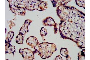IHC image of ABIN7164717 diluted at 1:200 and staining in paraffin-embedded human placenta tissue performed on a Leica BondTM system. (Prokineticin 1 抗体  (AA 20-105))