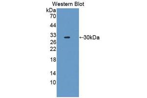 Western Blotting (WB) image for anti-Fascin 2 (FSCN2) (AA 8-258) antibody (ABIN1176317) (Fascin 2 抗体  (AA 8-258))