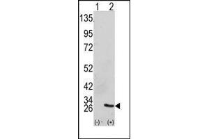 Image no. 1 for anti-Growth Factor Receptor-Bound Protein 2 (GRB2) (Middle Region) antibody (ABIN358795) (GRB2 抗体  (Middle Region))