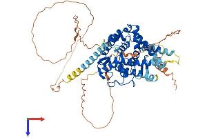 NR5A2 + LRH1 Protein (AA 1-560) (His tag)