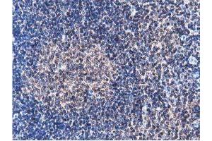 Image no. 1 for anti-Striatin Interacting Protein 1 (STRIP1) antibody (ABIN1498204) (STRIP1 抗体)