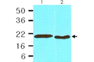 Cell lysates of HepG2 (lane 1, 30 ug) and HeLa (lane 2, 30 ug) were resolved by SDS-PAGE and probed with PPIB monoclonal antibody, clone k2E2  (1:1,000). (PPIB 抗体  (AA 26-216))