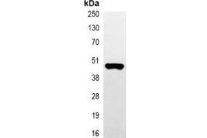 Immunoprecipitation of Myc-tagged protein from HEK293T cells transfected with vector overexpressing Myc tag, using Anti-Myc-tag Antibody. (Myc Tag 抗体)