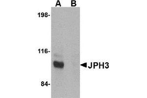 Western Blotting (WB) image for anti-Junctophilin 3 (JPH3) (C-Term) antibody (ABIN1030460) (Junctophilin 3 抗体  (C-Term))