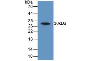 Detection of Recombinant PTGS2, Human using Polyclonal Antibody to Cyclooxygenase-2 (COX 2) (COX2 抗体  (AA 187-425))