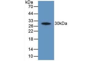 Detection of Recombinant PTGS2, Human using Polyclonal Antibody to Cyclooxygenase-2 (COX 2) (PTGS2 抗体  (AA 187-425))