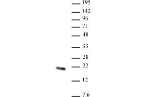 Hmgn2 antibody (pAb) tested by Western blot. (HMGN2 抗体  (N-Term))