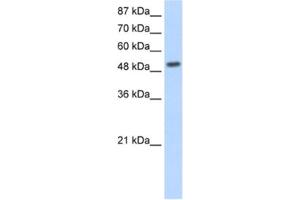 Western Blotting (WB) image for anti-Nuclear Receptor Subfamily 2, Group E, Member 3 (NR2E3) antibody (ABIN2461845) (NR2E3 抗体)