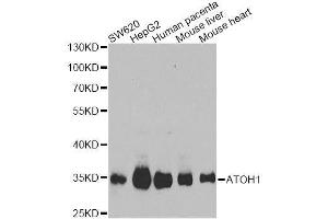 Western blot analysis of extracts of various cell lines, using ATOH1 Antibody. (ATOH1 抗体  (AA 215-354))