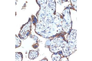 Immunohistochemistry of paraffin-embedded human placenta using ERp29 Rabbit mAb (ABIN7266943) at dilution of 1:100 (40x lens). (ERP29 抗体)