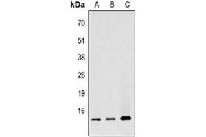 Western blot analysis of ATP5G1 expression in HEK293T (A), Raw264. (ATP5G1 抗体  (Center))
