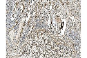 IHC analysis of Caveolin-2/CAV2 using anti Caveolin-2/CAV2 antibody (ABIN7601170).