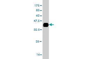 Western Blotting (WB) image for anti-Integrin beta-8 (ITGB8) (AA 392-503) antibody (ABIN561560)