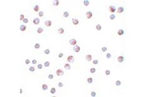 Immunohistochemistry (IHC) image for anti-Autophagy Related 9B (ATG9B) (C-Term) antibody (ABIN1030265) (ATG9B 抗体  (C-Term))