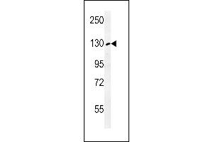 RTL1 Antibody (C-term) (ABIN653960 and ABIN2843916) western blot analysis in K562 cell line lysates (35 μg/lane). (RTL1 抗体  (C-Term))