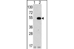 Western blot analysis of anti-hG4C-Y48 Pab 1810a in 293 cell line lysates transiently transfected with the ATG4C gene (2 μg/lane). (ATG4C 抗体  (N-Term))