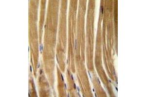 Caspase-5 antibody immunohistochemistry analysis in formalin fixed and paraffin embedded human skeletal muscle. (CASP5 抗体  (AA 162-191))