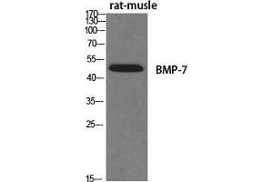 Western Blot (WB) analysis of specific cells using BMP-7 Polyclonal Antibody. (BMP7 抗体  (Internal Region))