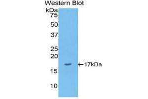 Western Blotting (WB) image for anti-Interleukin 1 alpha (IL1A) (AA 132-265) antibody (ABIN3209467) (IL1A 抗体  (AA 132-265))