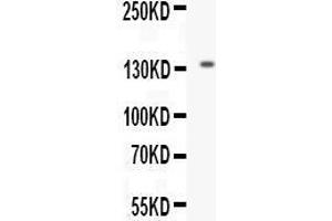 Western blot analysis of EGF expression in mouse kidney extract (lane 1). (EGF 抗体  (AA 977-1029))