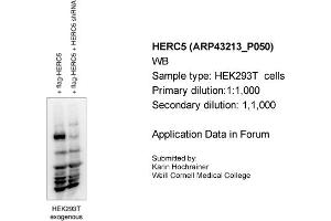Image no. 1 for anti-Hect Domain and RLD 5 (HERC5) (Middle Region) antibody (ABIN2774739) (HERC5 抗体  (Middle Region))
