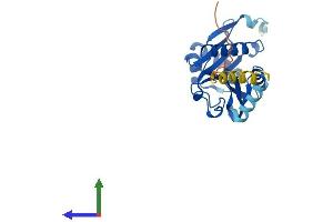 Protein Structure (PS) image for N-Acetyltransferase 15 (NAT15) (AA 1-242) protein (His tag) (ABIN7549633)