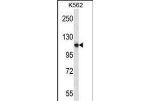 PLEKHM1 Antibody (N-term) (ABIN656973 and ABIN2846156) western blot analysis in K562 cell line lysates (35 μg/lane). (PLEKHM1 抗体  (N-Term))
