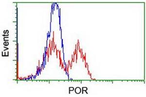 Image no. 4 for anti-P450 (Cytochrome) Oxidoreductase (POR) antibody (ABIN1497747) (POR 抗体)