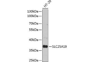 Western blot analysis of extracts of HT-29 cells, using SLC25 antibody (ABIN6132701, ABIN6147913, ABIN6147915 and ABIN6215984) at 1:3000 dilution. (SLC25A19 抗体  (AA 1-80))