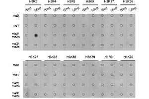 Dot Blot (DB) image for anti-Histone 3 (H3) (H3R2me2) antibody (ABIN3017480)