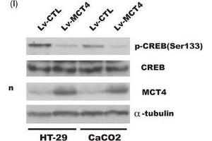MCT4 inhibits phosphorylation of CREB(Ser133) and attenuates CREB-mediated ZO-1 transactivity. (CREB1 抗体  (pSer133))