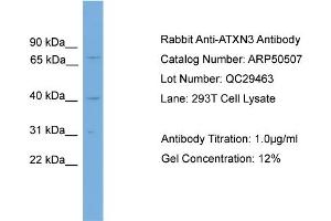 WB Suggested Anti-ATXN3  Antibody Titration: 0. (Ataxin 3 抗体  (N-Term))