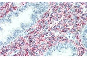 Detection of SPON1 in Human Uterus Tissue using Polyclonal Antibody to Spondin 1 (SPON1) (SPON1 抗体  (AA 597-801))