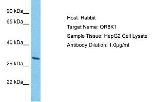 Host: Rabbit Target Name: OR8K1 Sample Type: HepG2 Whole Cell lysates Antibody Dilution: 1. (OR8K1 抗体  (C-Term))