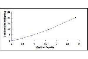 Dual Specificity Phosphatase 9 (DUSP9) ELISA Kit