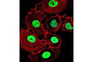 Immunofluorescence (IF) image for anti-Homeobox C10 (HOXC10) antibody (ABIN2999550) (HOXC10 抗体)