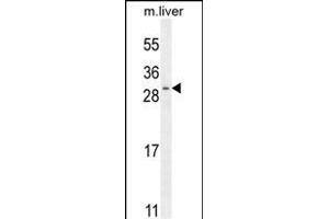 SHISA3 Antibody (C-term) (ABIN655742 and ABIN2845188) western blot analysis in mouse liver tissue lysates (35 μg/lane).